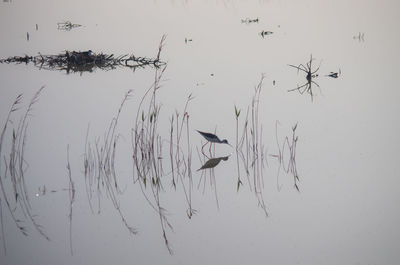 Flock of birds flying against clear sky