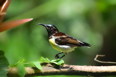 Close-up of bird perching