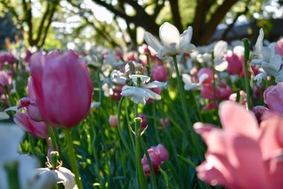 Close-up of flowering plants in park