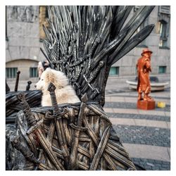View of a cat sitting on street