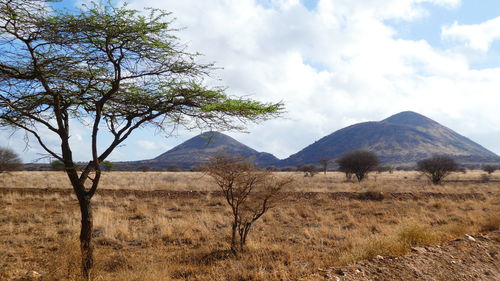 Scenic view of landscape against sky