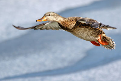 Close-up of bird flying during winter