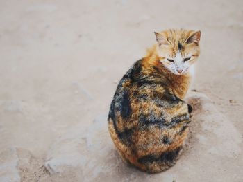 High angle view of cat sitting on floor