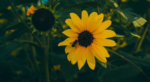 Close-up of insect on yellow flower