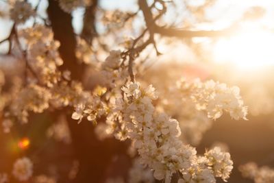 Close-up of flower tree