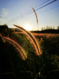 Close-up of stalks in field against sky at sunset
