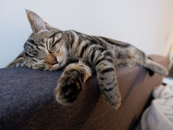 Close-up of a cat sleeping