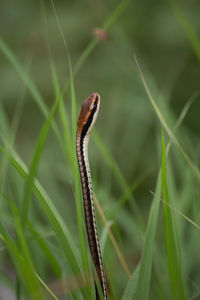 Close-up of insect on grass