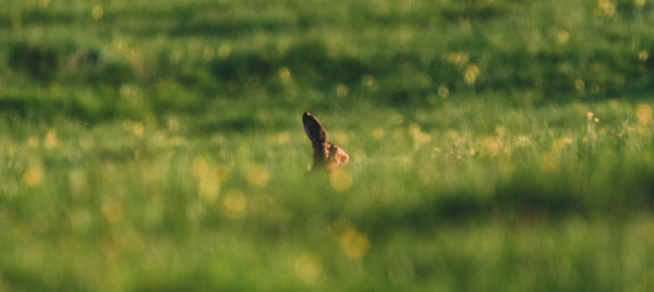 Bird flying over a field