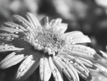 Close-up of pink flower