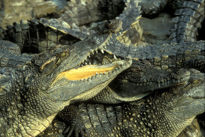 Close-up of crocodile in sea