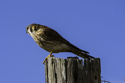 Low angle view of eagle perching on wooden post against clear sky