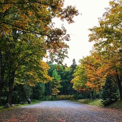 Road amidst trees in forest during autumn