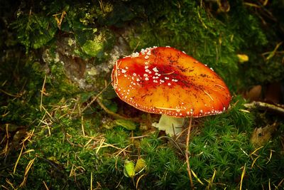 Close-up of fly agaric mushroom on field