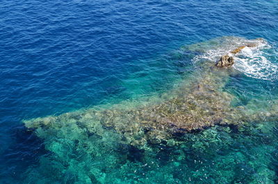 High angle view of fish swimming in sea