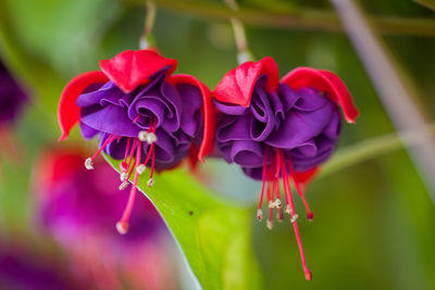 Close-up of red flowers blooming outdoors