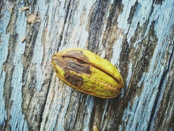 Close-up of bananas on tree trunk