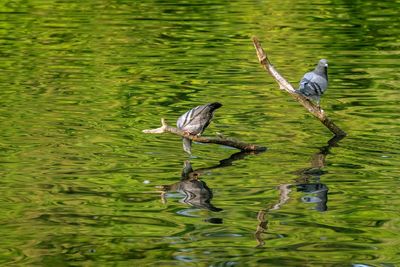 Bird perching on a lake