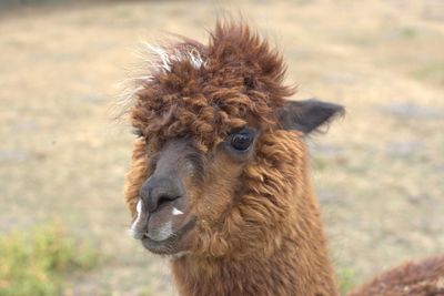 Close-up portrait of an alpaka 