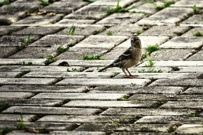 Close-up of bird perching on ground