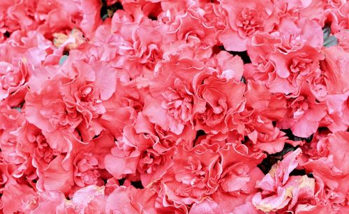 Full frame shot of pink roses