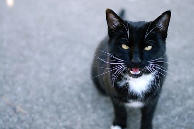 Close-up portrait of black cat