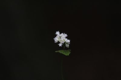 Close-up of white flowers against black background