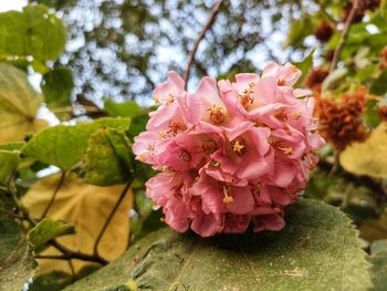 Close-up of pink flowering plant