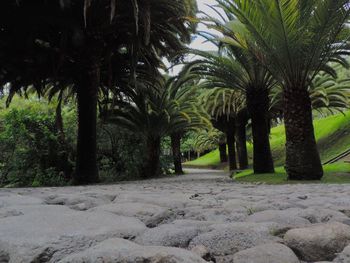 Palm trees on beach