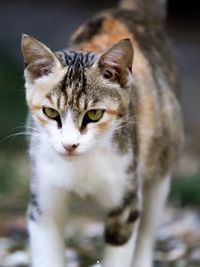 Close-up portrait of cat