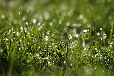 Close-up of wet grass on field during rainy season