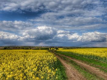 Scenic view of oilseed rape field against cloudy sky