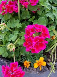 Close-up of pink flowering plants