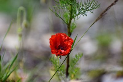 Close-up of red flower