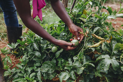 Low section of farmer picking fruit from plants on field