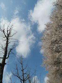 Low angle view of bare tree against sky