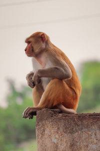 Lion sitting outdoors