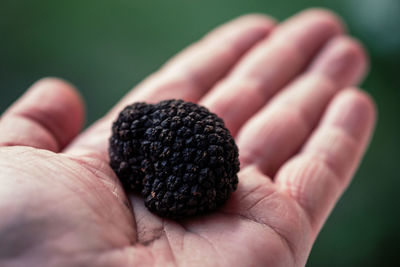 Close-up of hand holding fruit