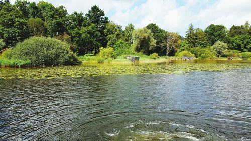 Trees by lake against sky