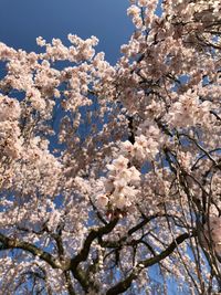 Low angle view of apple blossoms in spring