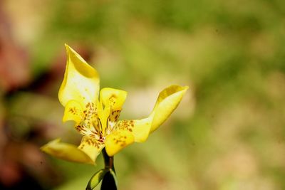 Close-up of yellow flower