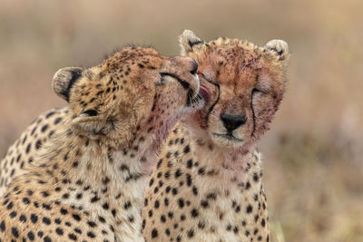 Cheetah in masai mara national reserve