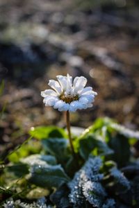 Close-up of flower blooming outdoors