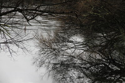 Low angle view of bare trees against sky