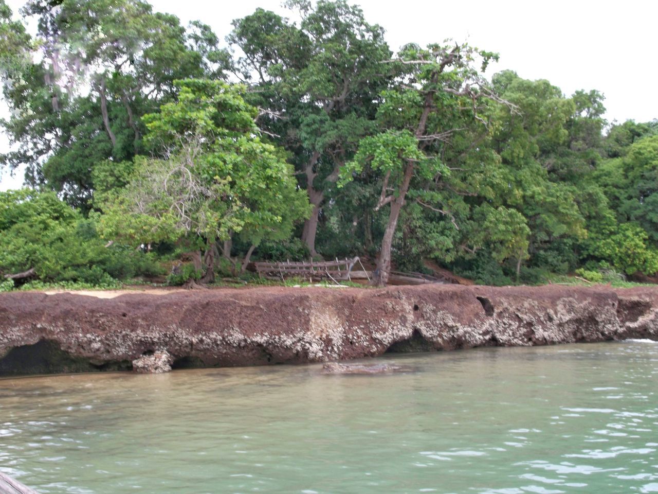 tree, water, plant, nature, beauty in nature, tranquility, no people, green, day, scenics - nature, land, growth, tranquil scene, outdoors, sea, rock, non-urban scene, jungle, environment, waterfront, sky, forest, idyllic, animal wildlife, animal, tropical climate, travel destinations, animal themes