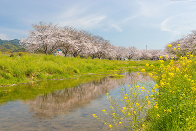 Cherry blossom trees along the river 
 kusaba river, chikuzen town, fukuoka prefecture