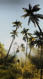 Low angle view of coconut palm trees against sky