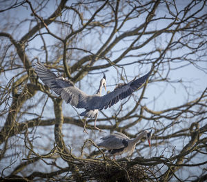 Bird flying over lake against sky