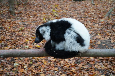 View of a panda sitting on ground