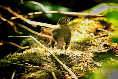 Close-up of bird perching on a field